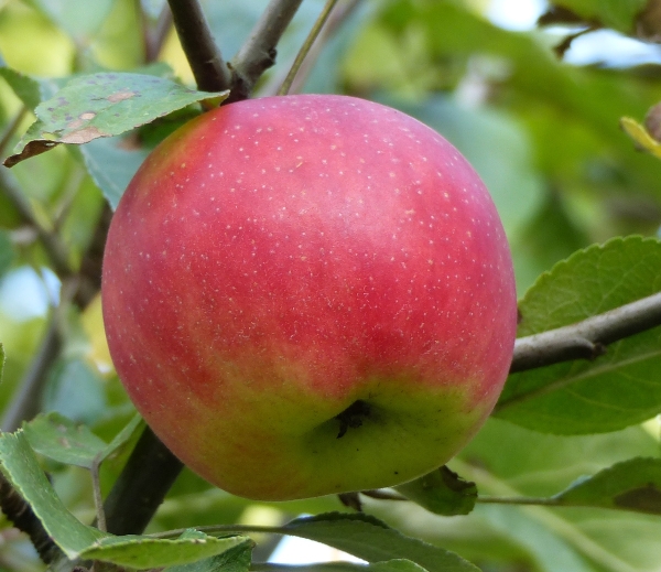 Danziger Kantapfel Frucht